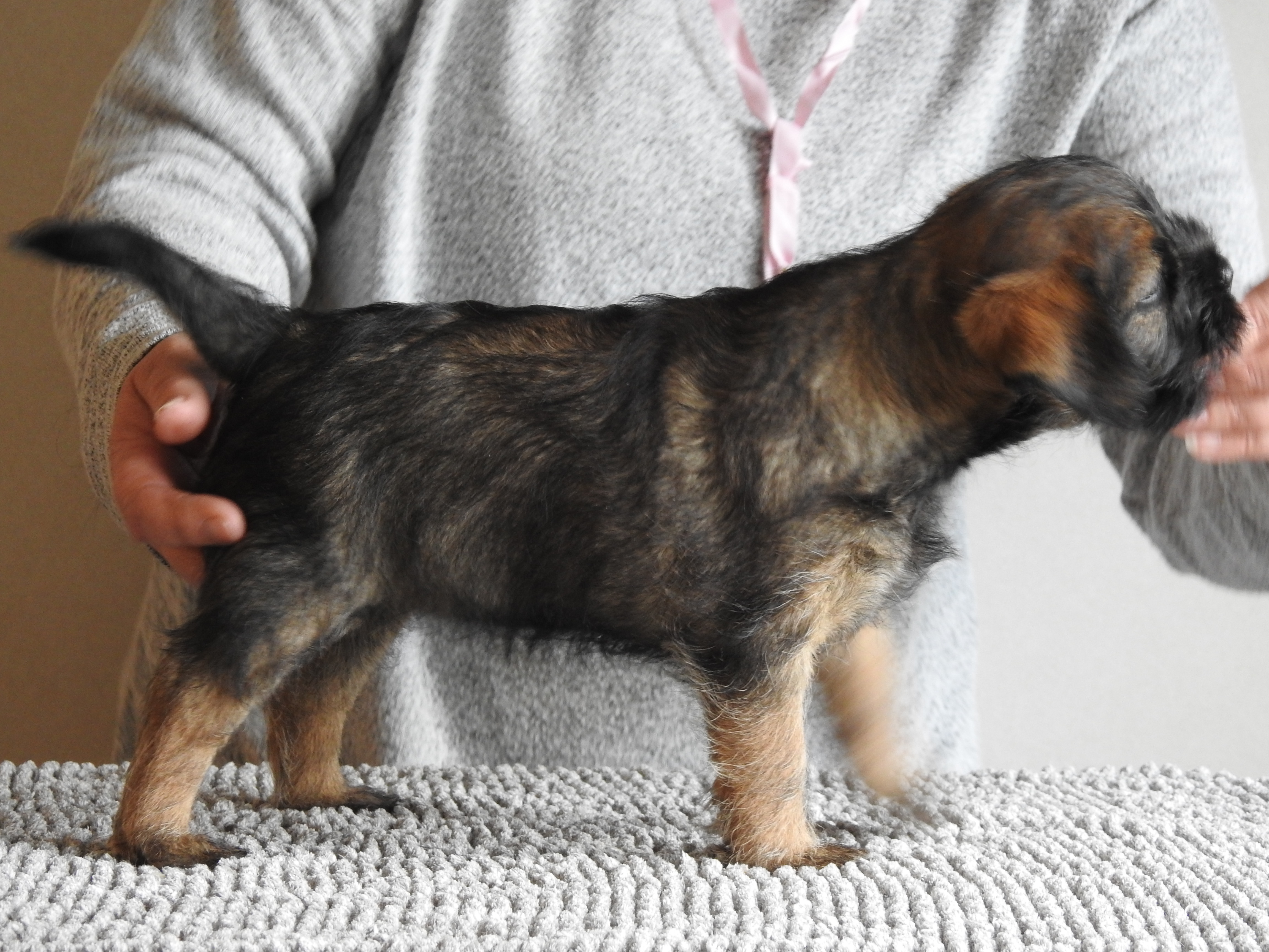 Allemoras Andra Hållet